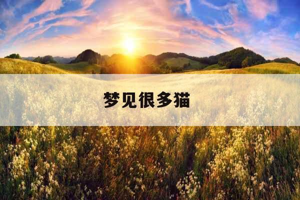 梦见很多猫 