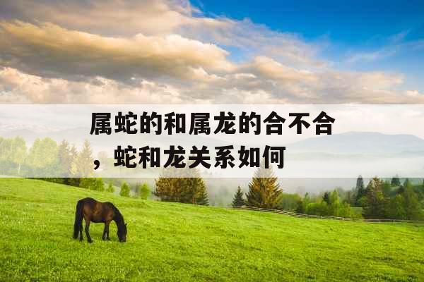 属蛇的和属龙的合不合，蛇和龙关系如何