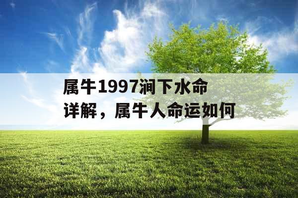 属牛1997涧下水命详解，属牛人命运如何