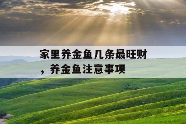 家里养金鱼几条最旺财，养金鱼注意事项