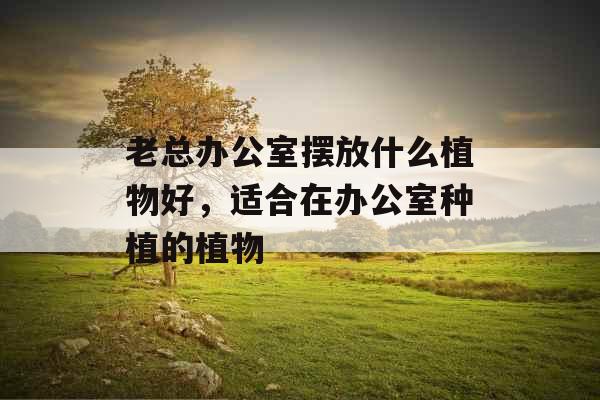 老总办公室摆放什么植物好,适合在办公室种植的植物 老总办公室摆放什么植物好,适合在办公室种植的植物