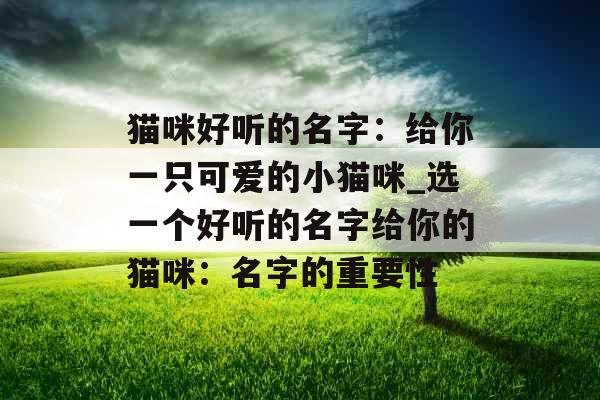 猫咪好听的名字：给你一只可爱的小猫咪_选一个好听的名字给你的猫咪：名字的重要性